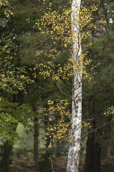 Impresionante Otoño Paisaje Forestal Otoño Con Vibrantes Colores Cálidos Otoño — Foto de Stock