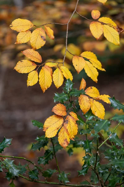 秋意盎然的秋意盎然的森林 生机勃勃而温暖的秋天色彩和森林里各种各样的树木 — 图库照片