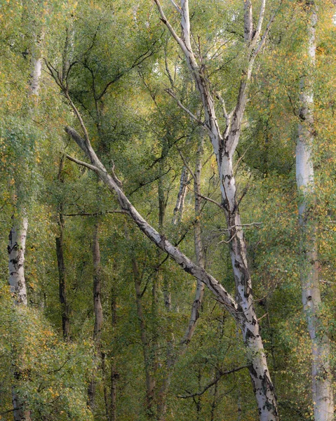 Atemberaubende Herbst Waldlandschaft Mit Lebhaften Warmen Herbstfarben Und Einer Vielzahl — Stockfoto