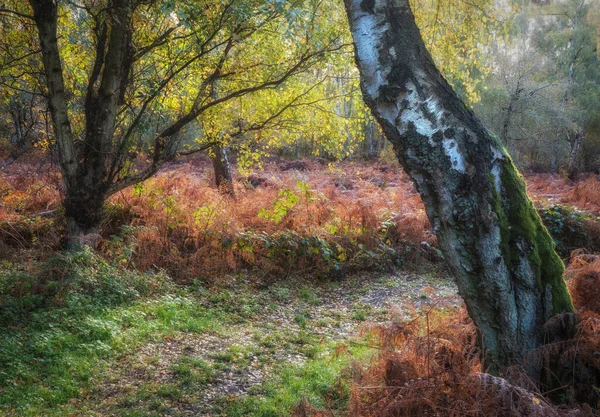 Lenyűgöző Őszi Őszi Táj Részlet Kép Színes Erdő Angol Vidéken — Stock Fotó