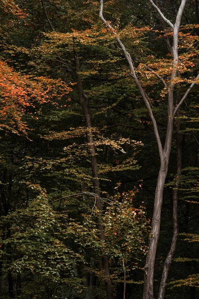 Atemberaubende Herbst Waldlandschaft Mit Lebhaften Warmen Herbstfarben Und Einer Vielzahl — Stockfoto