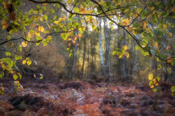 Atemberaubende Herbst Landschaft Detailbild Bunten Wald Der Englischen Landschaft — Stockfoto