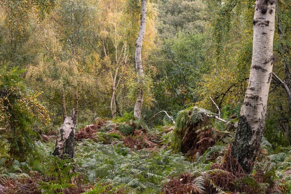 Prachtige Herfst Herfst Bos Landschap Met Levendige Warme Herfst Kleuren — Stockfoto