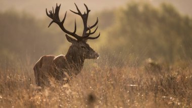 Renkli Sonbahar Ormanı 'ndaki kızıl geyik resmi. 