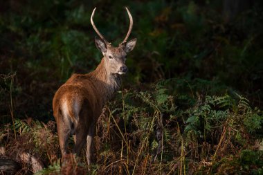 Renkli Sonbahar Ormanı 'ndaki kızıl geyik resmi. 