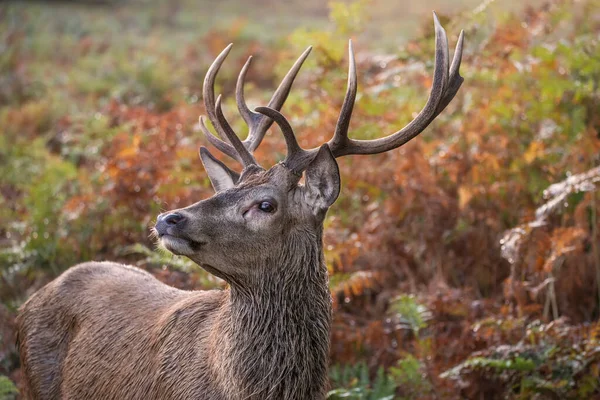 Beautiful Image Red Deer Stag Colorful Autumn Fall Landscape Forest — Stock Photo, Image