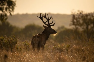 Renkli Sonbahar Ormanı 'ndaki kızıl geyik resmi. 