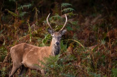 Renkli Sonbahar Ormanı 'ndaki kızıl geyik resmi. 