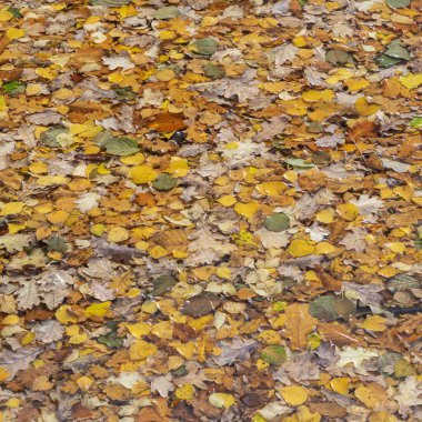 Güzel Güz Sonbaharı Göl kenarındaki yaprakların manzarası