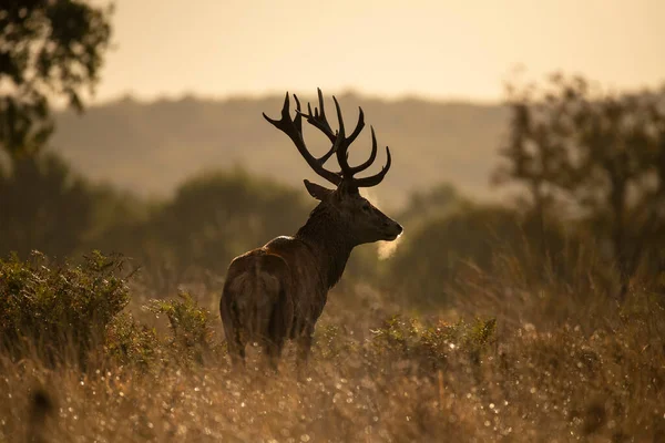 Renkli Sonbahar Ormanı 'ndaki kızıl geyik resmi. 