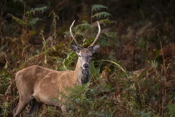 Prachtig Beeld Van Edelhert Hert Kleurrijk Herfst Herfst Landschap Bos — Stockfoto