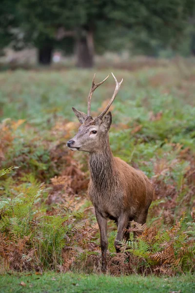 五彩缤纷的秋秋山林中红鹿的美丽形象 — 图库照片