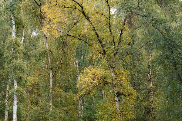 Atemberaubende Herbst Waldlandschaft Mit Lebhaften Warmen Herbstfarben Und Einer Vielzahl — Stockfoto