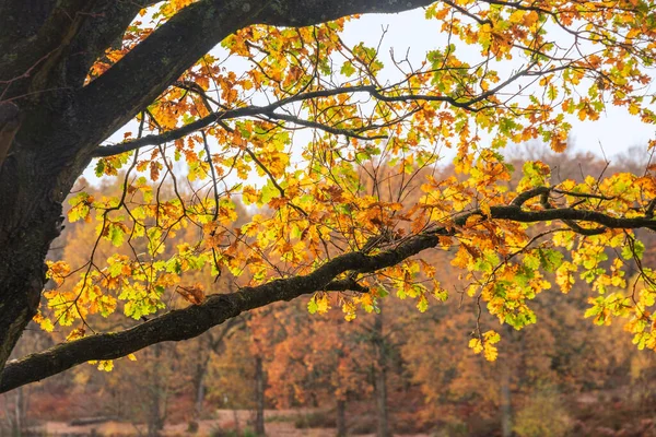 Atemberaubende Herbst Wald Landschaft Bild Mit Lebendigen Farben Und Atemberaubendem — Stockfoto
