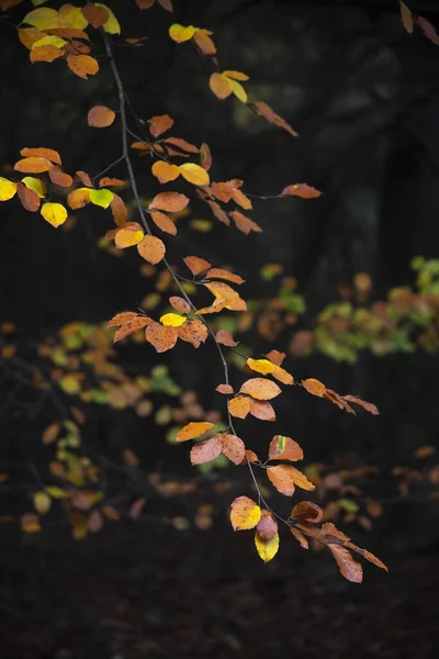 Oszałamiająca Jesień Jesień Krajobraz Lasu Żywymi Kolorami Wspaniałe Światło Poranka — Zdjęcie stockowe