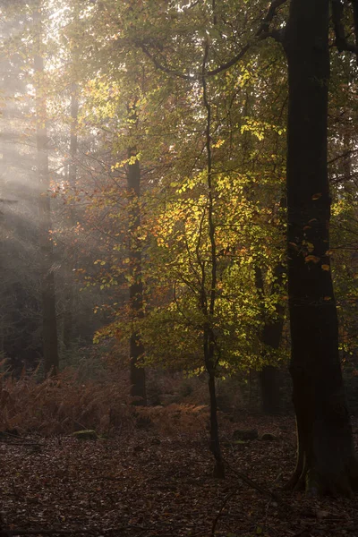 Imagem Impressionante Paisagem Floresta Outono Outono Com Cores Vibrantes Luz — Fotografia de Stock