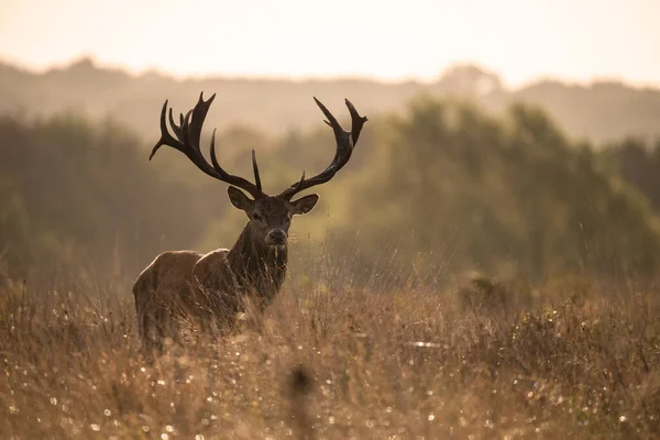 Beautiful Image Red Deer Stag Colorful Autumn Fall Landscape Forest — Stock Photo, Image