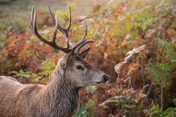 Schönes Bild Von Rothirsch Hirsch Bunten Herbst Landschaft Wald — Stockfoto