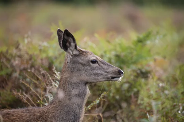 五彩斑斓的林地景观中红鹿的形象令人惊叹 — 图库照片