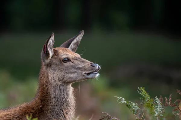 五彩斑斓的林地景观中红鹿的形象令人惊叹 — 图库照片
