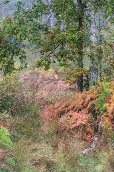 Bedövning Hösten Fall Skogslandskap Med Levande Varma Fall Färger Och — Stockfoto