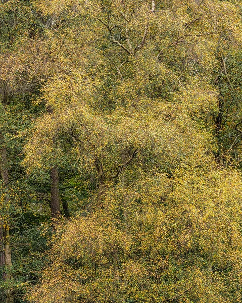 Oszałamiająca Jesień Jesienny Krajobraz Leśny Tętniącym Życiem Ciepłym Jesienne Kolory — Zdjęcie stockowe