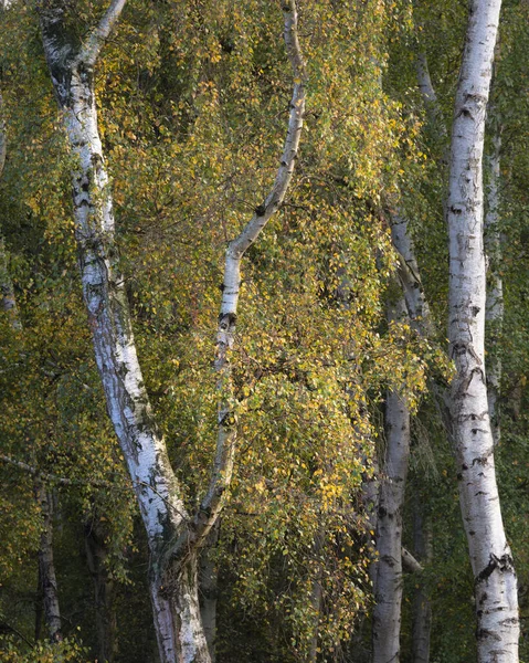 Impresionante Otoño Paisaje Forestal Otoño Con Vibrantes Colores Cálidos Otoño — Foto de Stock