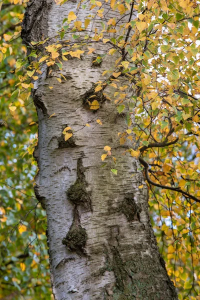 Prachtige Herfst Herfst Landschap Detail Afbeelding Kleurrijke Bos Het Engelse — Stockfoto