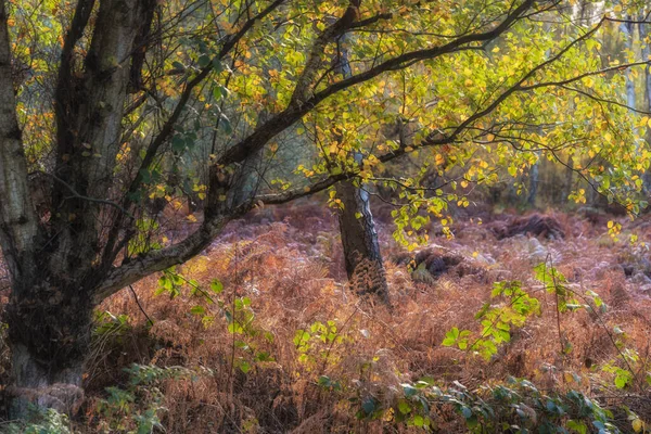 Lenyűgöző Őszi Őszi Táj Részlet Kép Színes Erdő Angol Vidéken — Stock Fotó