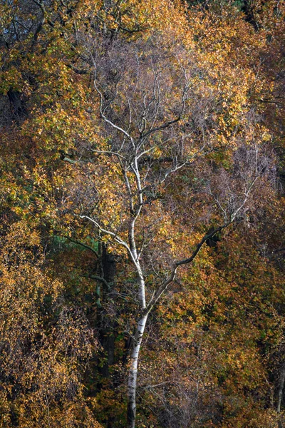 Impresionante Otoño Otoño Bosque Paisaje Imagen Con Colores Vibrantes Luz — Foto de Stock