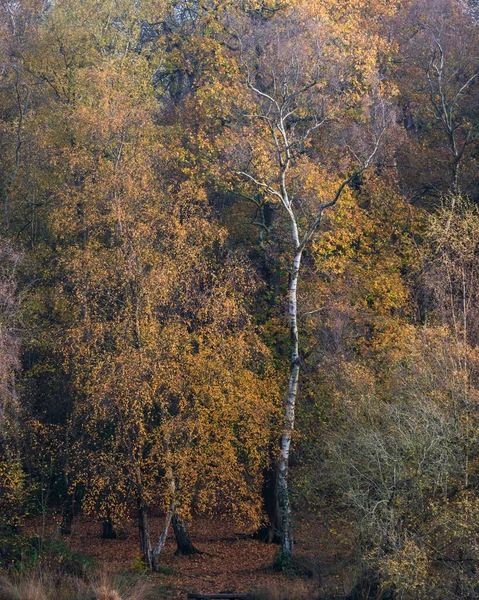 Ohromující Podzim Podzim Lesní Krajina Obraz Zářivými Barvami Ohromující Ranní — Stock fotografie