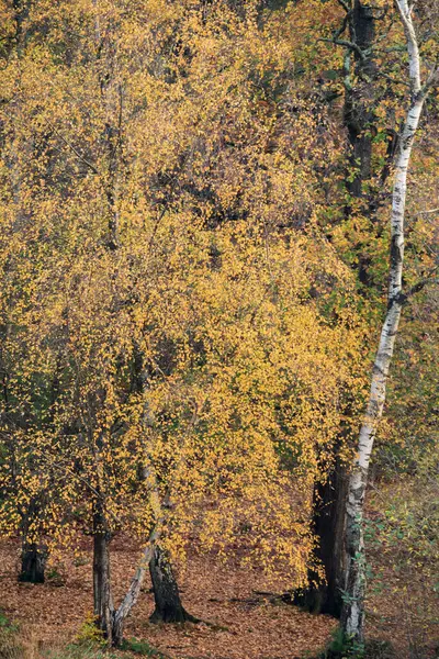 鮮やかな色と見事な朝の光と見事な秋の森の風景のイメージ — ストック写真