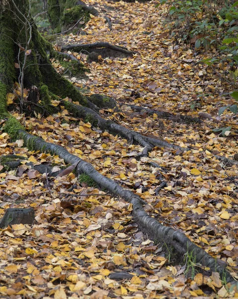 Prachtige Herfst Herfst Bos Landschap Beeld Met Levendige Kleuren Prachtige — Stockfoto