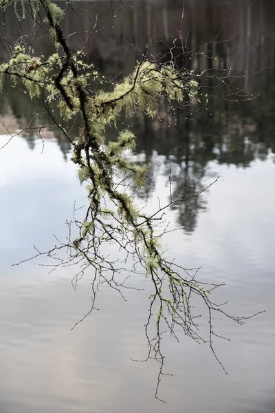 Bellissimo Primo Piano Muschio Antico Albero Coperto Accanto Glencoe Lochan — Foto Stock