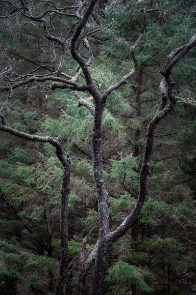スコットランドの冬の森の中の古代の木の美しいイメージ — ストック写真
