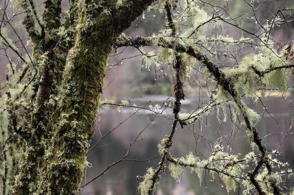 Bellissimo Primo Piano Muschio Antico Albero Coperto Accanto Glencoe Lochan — Foto Stock