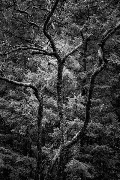 Skoçya Kış Mevsiminde Ormanlık Alandaki Antik Ağacın Güzel Siyah Beyaz — Stok fotoğraf