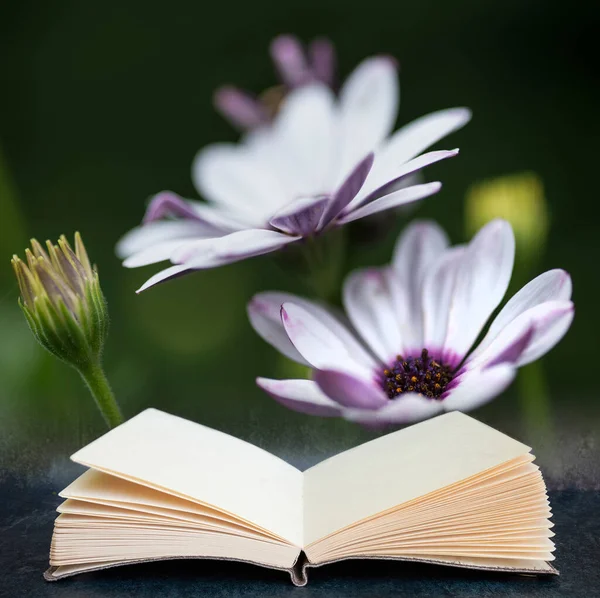 デジタル複合画像の美しいクローズアップ画像のホワイトケープデイジーの花想像上の本のページから出てくる — ストック写真