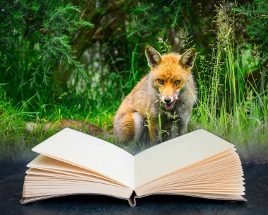 Yaz tarlasının uzun yemyeşil çimlerinde açık kitap sayfalarında güzel erkek tilkinin dijital kompozit görüntüsü.