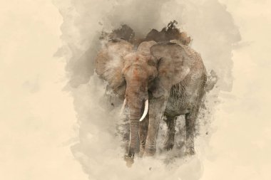 Afrika fili Loxodonta Africana 'nın güzel suluboya resmi 