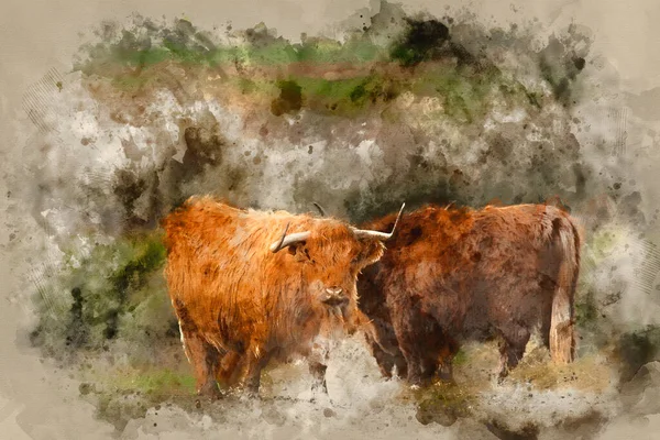 Aquarela Pintura Belo Escocês Highland Gado Pastoreio Campo — Fotografia de Stock