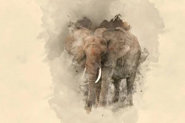 Beautiful Watercolour Painting African Elephant Loxodonta Africana — Stock Photo, Image