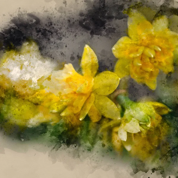Aquarelverf Schilderen Van Prachtige Levendige Narcis Narcis Bloemen Het Voorjaar — Stockfoto