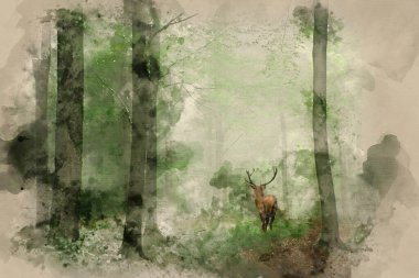 Kızıl geyik geyik sisli sonbahar renkli orman manzara görüntü içinde görüntü çarpıcı