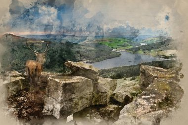 Güzel Kızıl geyik geyik kırsal manzara sahnede mesafe kavramı görüntü bakan