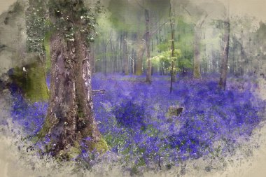 Watercolor painting of Beautiful carpet of bluebell flowers in misty Spring forest landscape clipart
