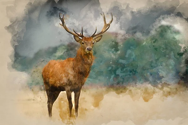 Watercolor Painting Portrait Majestic Powerful Adult Red Deer Stag Autumn — Stok fotoğraf