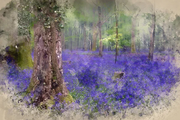 Watercolor painting of Beautiful carpet of bluebell flowers in misty Spring forest landscape