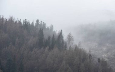 Elterwater 'dan Langdale Pikes dağlarına doğru sisli kış sabahında büyüleyici manzara.