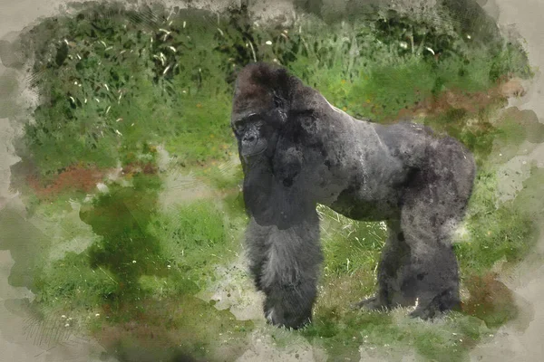 Akvarel Malby Západní Nížiny Gorila — Stock fotografie
